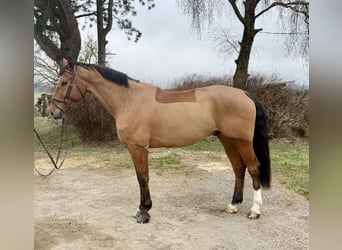 Holstein, Castrone, 7 Anni, 179 cm, Baio