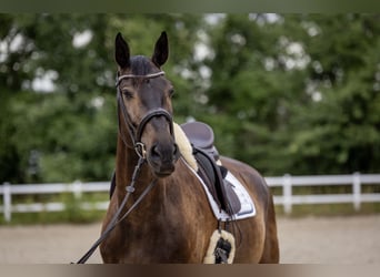 Holstein, Castrone, 7 Anni, 184 cm, Baio scuro