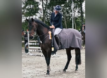 Holstein, Castrone, 7 Anni, Baio nero