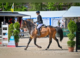Holstein, Castrone, 8 Anni, 163 cm, Baio scuro