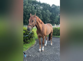 Holstein, Castrone, 8 Anni, 163 cm, Sauro scuro