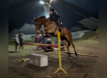 Holstein, Castrone, 8 Anni, 168 cm