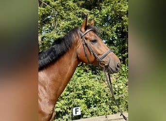 Holstein, Castrone, 8 Anni, 170 cm, Baio