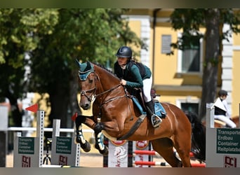 Holstein, Castrone, 8 Anni, 171 cm, Baio