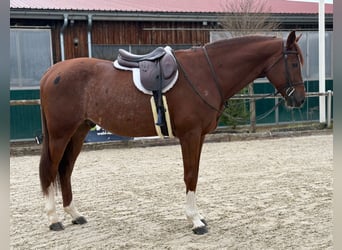 Holstein, Castrone, 8 Anni, 172 cm, Sauro