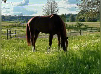 Holstein, Castrone, 8 Anni, 172 cm, Sauro