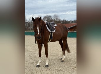 Holstein, Castrone, 8 Anni, 172 cm, Sauro