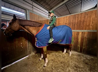 Holstein, Castrone, 8 Anni, 172 cm, Sauro