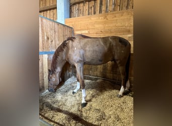 Holstein, Castrone, 8 Anni, 172 cm, Sauro