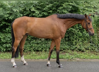 Holstein, Castrone, 8 Anni, 174 cm, Baio