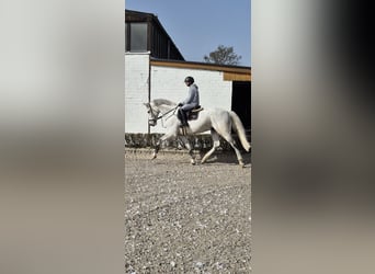 Holstein, Castrone, 8 Anni, 174 cm, Grigio