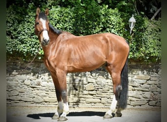 Holstein, Castrone, 8 Anni, 178 cm, Baio