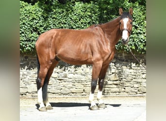 Holstein, Castrone, 8 Anni, 178 cm, Baio