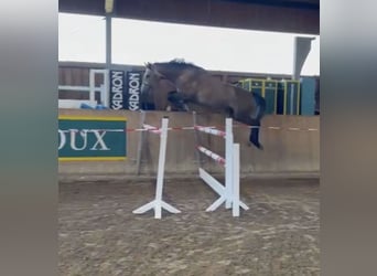 Holstein, Castrone, 8 Anni, 182 cm, Grigio pezzato