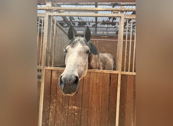 Holstein, Castrone, 8 Anni, 182 cm, Grigio pezzato
