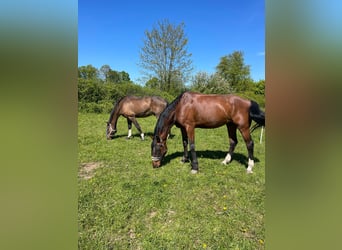 Holstein, Castrone, 8 Anni, 183 cm, Baio