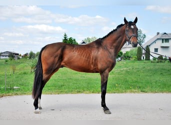 Holstein Mix, Castrone, 9 Anni, 164 cm, Baio