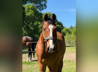 Holstein, Castrone, 9 Anni, 167 cm, Baio
