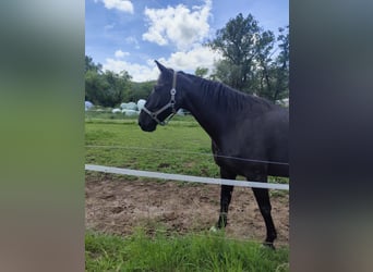 Holstein, Castrone, 9 Anni, 167 cm, Baio nero