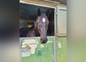 Holstein, Castrone, 9 Anni, 167 cm, Baio nero