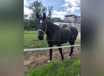 Holstein, Castrone, 9 Anni, 167 cm, Baio nero