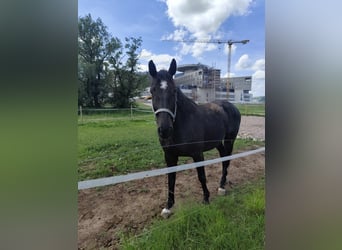 Holstein, Castrone, 9 Anni, 167 cm, Baio nero