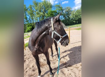 Holstein, Castrone, 9 Anni, 167 cm, Baio nero