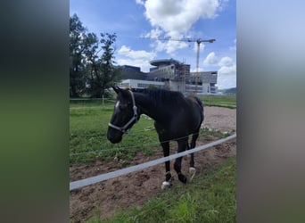 Holstein, Castrone, 9 Anni, 167 cm, Baio nero
