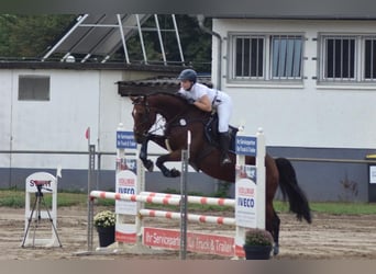 Holstein, Castrone, 9 Anni, 169 cm, Baio