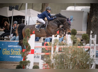 Holstein, Castrone, 9 Anni, 169 cm, Baio nero