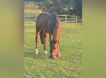 Holstein, Castrone, 9 Anni, 170 cm, Baio