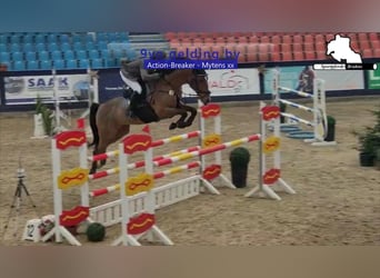 Holstein, Castrone, 9 Anni, 172 cm, Baio