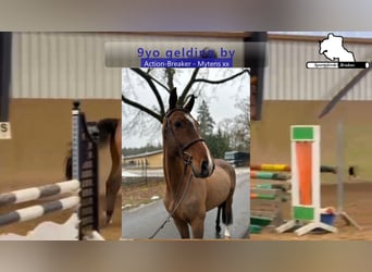 Holstein, Castrone, 9 Anni, 172 cm, Baio