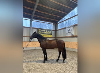 Holstein, Castrone, 9 Anni, 172 cm, Baio scuro