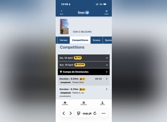 Holstein, Castrone, 9 Anni, 174 cm, Baio