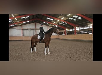 Holstein, Castrone, 9 Anni, 179 cm, Baio scuro