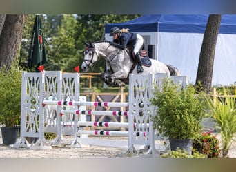 Holstein, Castrone, 9 Anni, Grigio