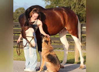 Holstein, Castrone, 9 Anni, Tobiano-tutti i colori