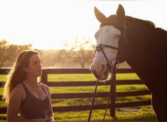 Holstein, Castrone, 9 Anni, Tobiano-tutti i colori