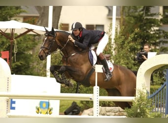 Holstein, Sconosciuto, Embrione