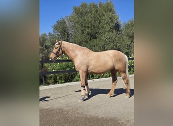 Holstein, Gelding, 10 years, 15,2 hh, Palomino