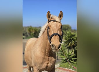 Holstein, Gelding, 10 years, 15,2 hh, Palomino