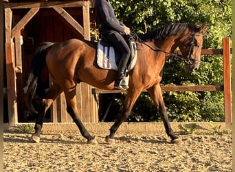 Holstein, Gelding, 10 years, 16.1 hh, Brown