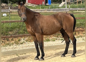 Holstein, Gelding, 10 years, 16.1 hh, Brown
