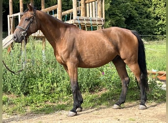 Holstein, Gelding, 10 years, 16.1 hh, Brown
