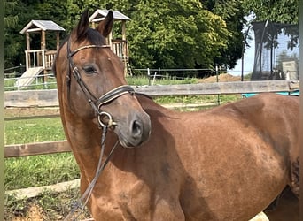 Holstein, Gelding, 10 years, 16.1 hh, Brown
