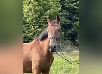 Holstein, Gelding, 10 years, 16.1 hh, Brown