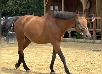 Holstein, Gelding, 10 years, 16.1 hh, Brown