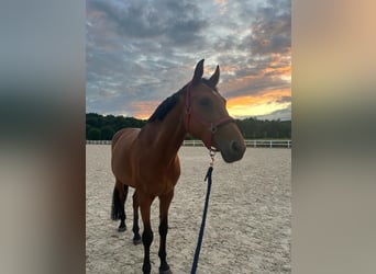 Holstein, Gelding, 10 years, 16,1 hh, Brown