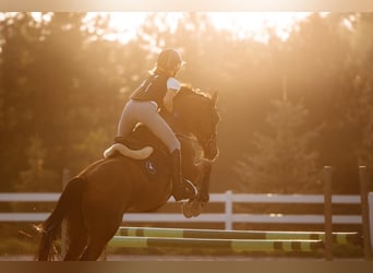 Holstein, Gelding, 10 years, 16,1 hh, Brown